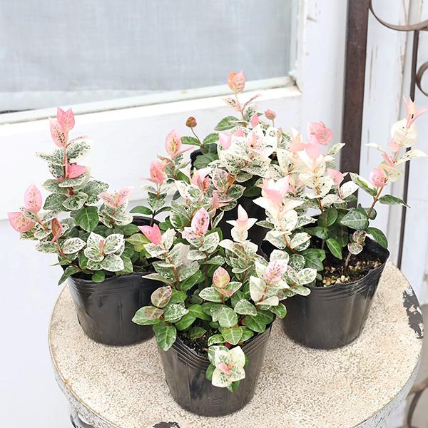 草花苗 ハツユキカズラ 初雪かずら 斑入り テイカカズラ 3号(9cm)です。　新葉にピンク色、ホワイトとグリーンの斑入りの葉が美しい品種です。葉は小さめで横に這うように蔓を伸ばします。成長は緩やかでコンパクトにまとまりやすく、丈夫で扱いや...