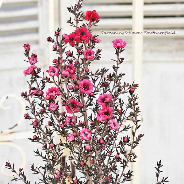 花苗 常緑樹 ギョリュウバイ 八重咲き ピンク 赤 4号ポット 花壇 正月 Na 534 サザンフィールド Gardeningshop 通販 Yahoo ショッピング