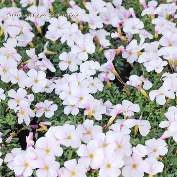 花苗 オキザリス ピンキー3.5号(10.5cm)です。グラブラ系オキザリスでパステルピンクの可愛い花をたくさん咲かせます。葉はクローバーのような形、蕾から咲きかける時のくるくる巻いた花びらがとても可愛らしいです。晩秋〜春にかけて、たくさん...