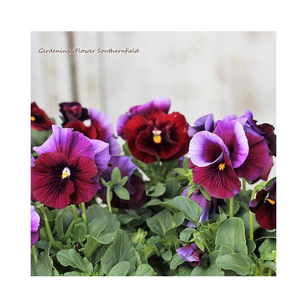 値引きセール 花苗 ビオラ レインボーウェーブ USA 3.5号 パンジー うえた育種 ローズ パープル おしゃれ