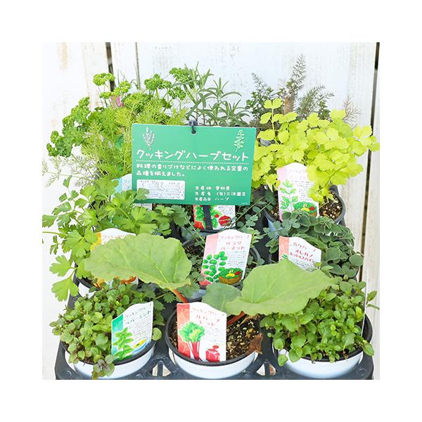 ハーブ苗 選べるキッチンハーブ 3.5号(10.5cm)ポット ver３です。ご希望の品種がございましたらオプションからお選びください。（在庫状況によりご希望に添えれない場合がございます）料理のトッピング、飾りつけに向く品種で爽やかな雰囲気...