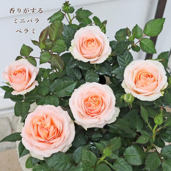 花苗 ミニバラ べラミ コルダナ 3号 芳香 四季咲き アプリコット ピンク 多年草 おしゃれ