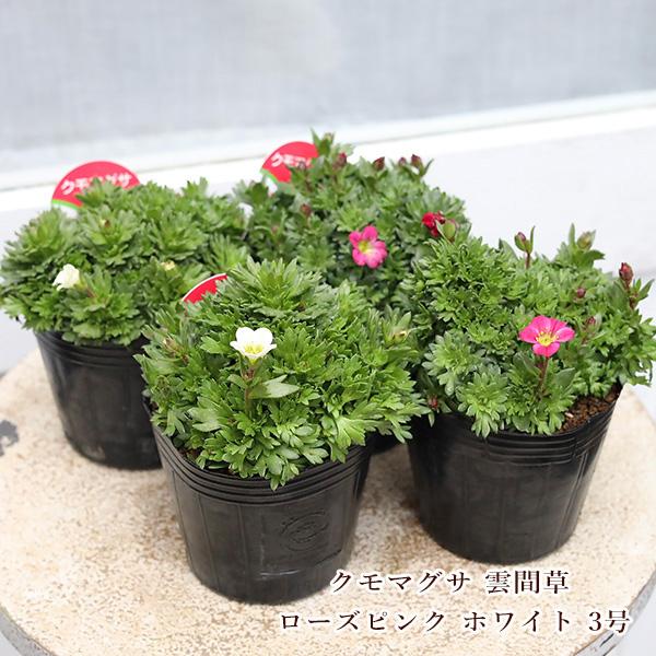 花苗 クモマグサ 雲間草 ローズピンク ホワイト 3号 多年草 山野草 春の花 赤 白 かわいい 丈夫 育てやすい 寄せ植え 鉢植え 花壇 庭植え プランター