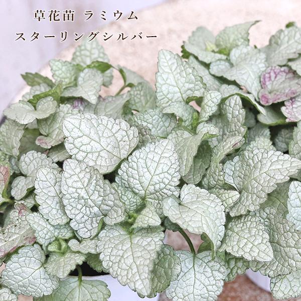 草花苗 ラミウム スターリングシルバー 2.5号(7.5cm)です。明るいシルバーグリーンの葉が優しい印象のラミウム スターリングシルバーです。生育旺盛で横に広がるようにボリューム出ます。半日陰の場所で育てると葉がとても美しく、シェードガー...