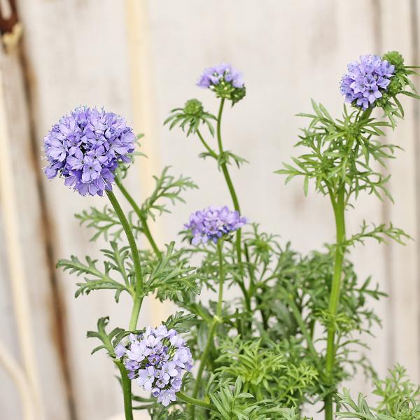 花苗 ギリア レプタンサ ブルー 3号 春の花 よく咲く ボリューム ボーダー ガーデン