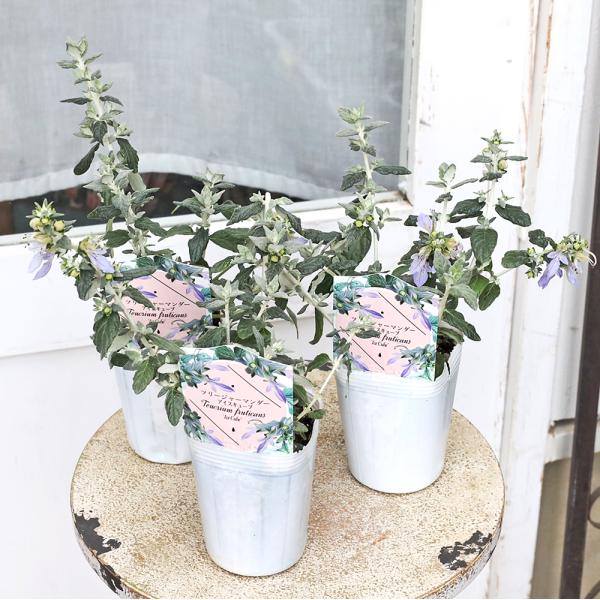 常緑低木 ツリージャーマンダー アイスキューブ 3号 庭木 植木 シルバーリーフ 青 ブルー 花 ハーブ