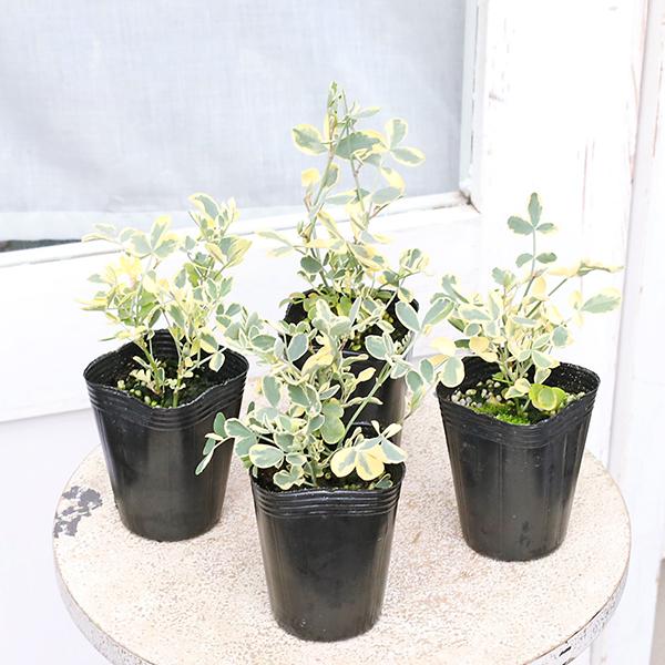 コロニラ バレンティナ バリエガータ 2.5号(7.5cm)です。現在開花無し。春に黄色の花を咲かせる、マメ科の丈夫な植物です。グリーンとクリーム色の明るい斑入りの葉は、花が咲いていない時期もカラーリーフとして楽しめます。花壇、寄せ植えのカ...