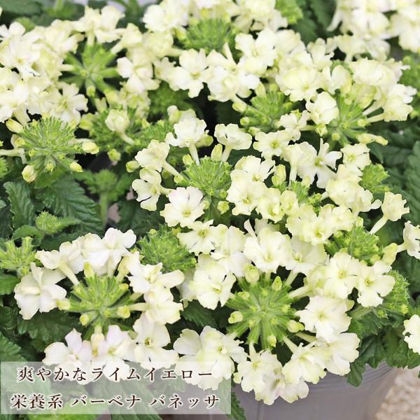 花苗 栄養系 バーベナ バネッサ コンパクト ライム 3.5号 多年草 四季咲き イエロー 育てやすい