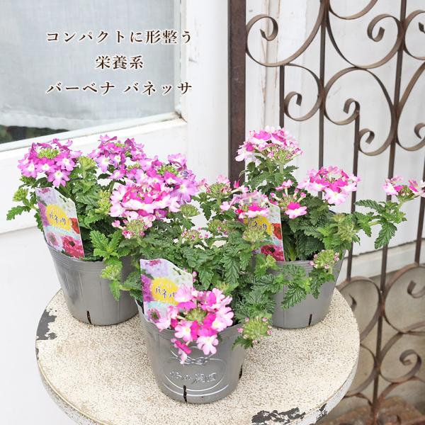 花苗 栄養系 バーベナ バネッサ コンパクト バイカラーピンク グレープ 3.5号 多年草 四季咲き 育てやすい