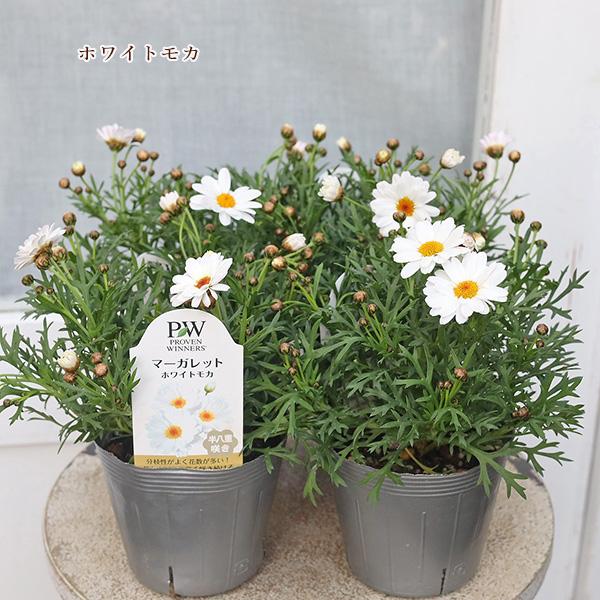 花苗 PW マーガレット ホワイトモカ 3.5号 多年草 丈夫 四季咲き 明るい ナチュラル ホワイト よく咲く ボリューム 庭 花壇 鉢植え 寄せ植え  庭植え プランター