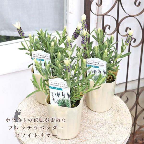 花苗 フレンチラベンダー ホワイトサマー 3.5号 多年草 ハーブ おしゃれ ナチュラル ガーデン