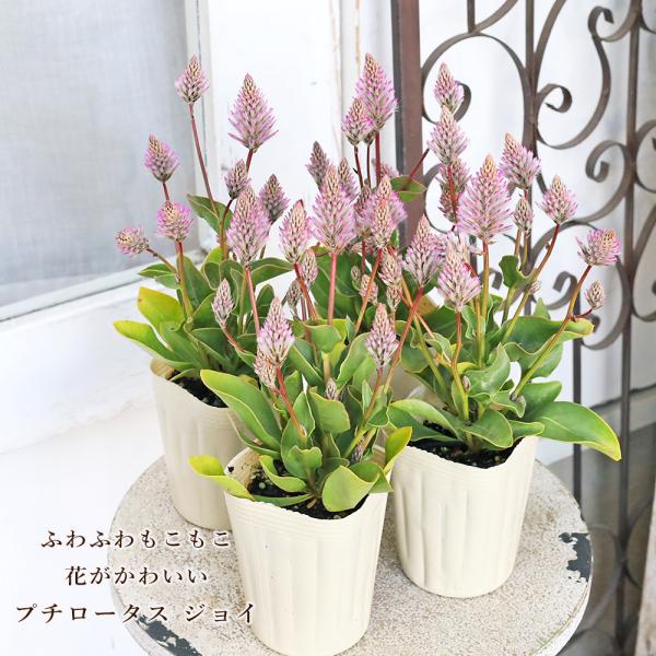 花苗 プチロータス ジョーイ 3号〜3.5号 多年草 かわいい 個性派 秋まで咲く 乾燥に強い