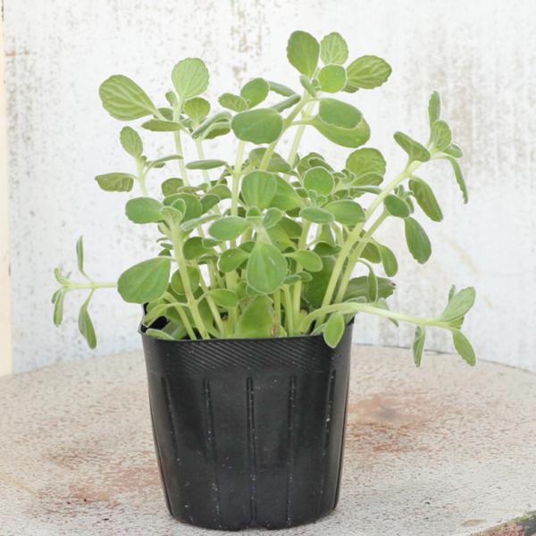 買い誠実 花ハーブ苗 アロマティカス キューバンオレガノ 2 5号 虫ゴキブリ除け 芳香 育てやすい Aynaelda Com