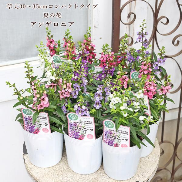 花苗 アンゲロニア セレニータ 3号 ピンク パープル ホワイト 多年草 夏の花 コンパクト かわいい