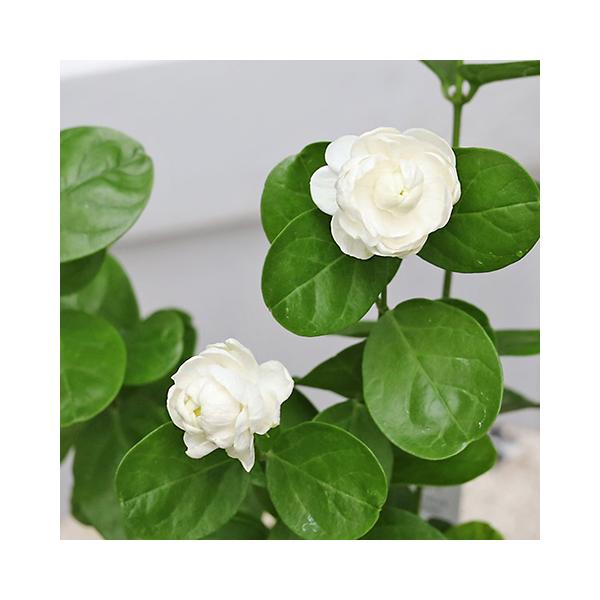 花苗 アラビアン ジャスミン ジェイド 3.5号ポット マツリカ 八重咲き