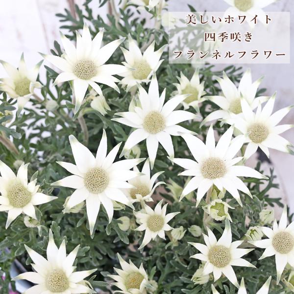 花苗 フランネルフラワー エンジェルスター 3.5号 四季咲き 多年草 白 ホワイト おしゃれ