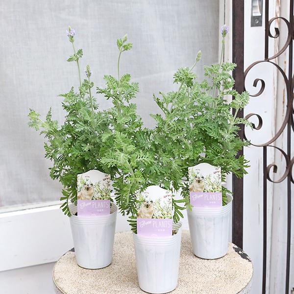 花苗 レースラベンダー 2.5号(7.5cm)です。値下げしました。スラっと伸びた先にフワフワとパープルの花を咲かせます。花は四季咲き性。気温さえ合えば咲きます。花だけでなくレースのような葉も美しく年中観賞を楽しめますよ。花壇、コンテナ、寄...