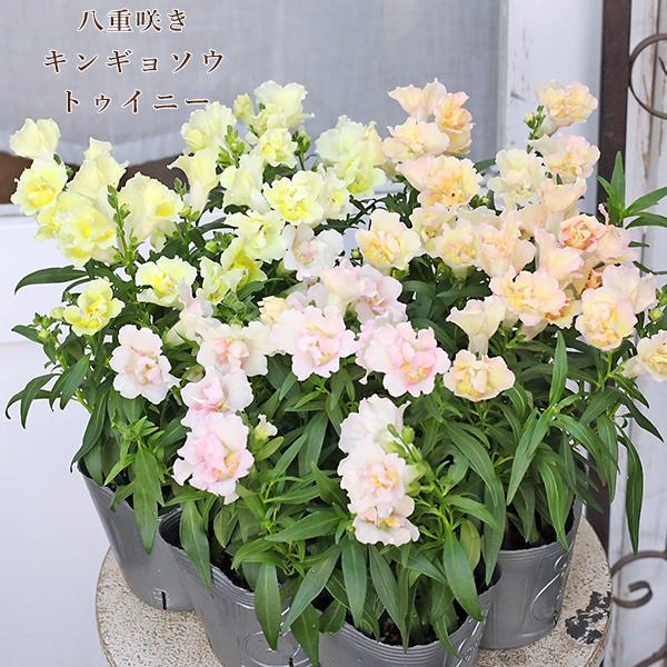 花苗 八重咲き キンギョソウ 金魚草 トゥイニー アップルブロッサム レモン 3.5号 華やか 春 秋 よく咲く かわいい 育てやすい
