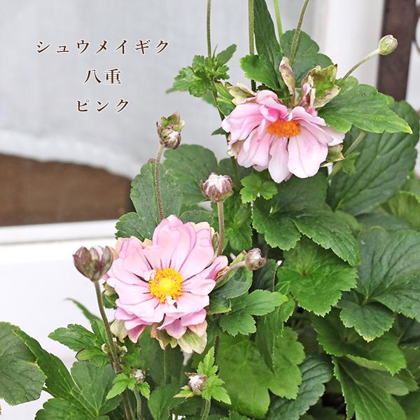 値引きセール 花苗 八重咲き シュウメイギク 秋明菊 ピンク 3.5号