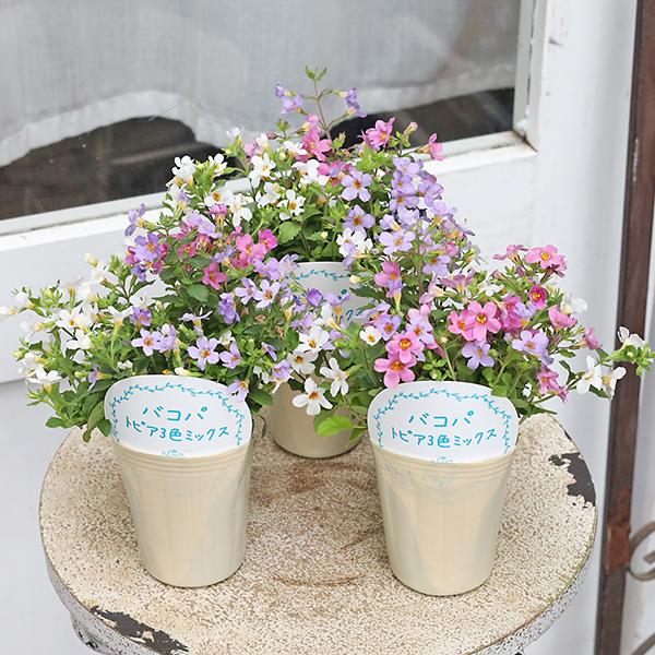 花苗 バコパ トピア 3色植え 2.5号 多年草 四季咲き かわいい 這性 グランドカバー 小花