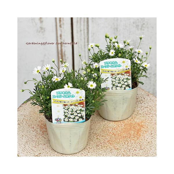 花苗 ブラキカム スープリームホワイト 3号 多年草 四季咲き 小花 白 ナチュラル 庭