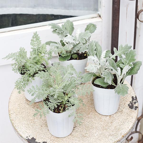 草花苗 シロタエギク シルバーダスト シルバーレース ダスティミラー