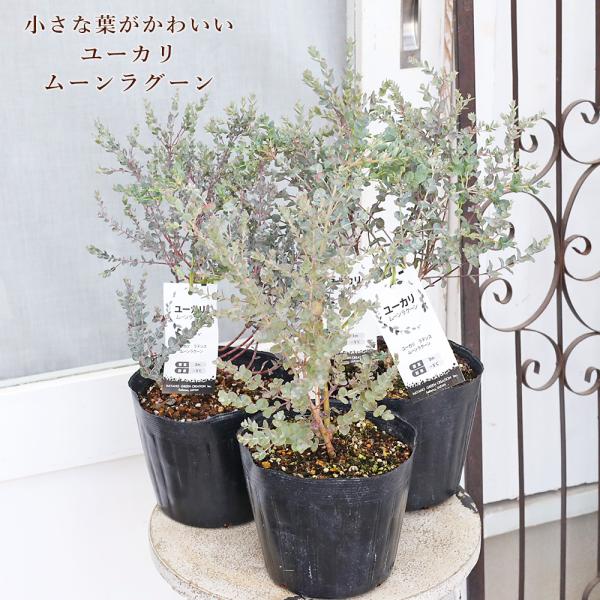 常緑苗木 ユーカリ ムーンラグーン 5号 庭木 コンパクト 鉢植え シルバー おしゃれ