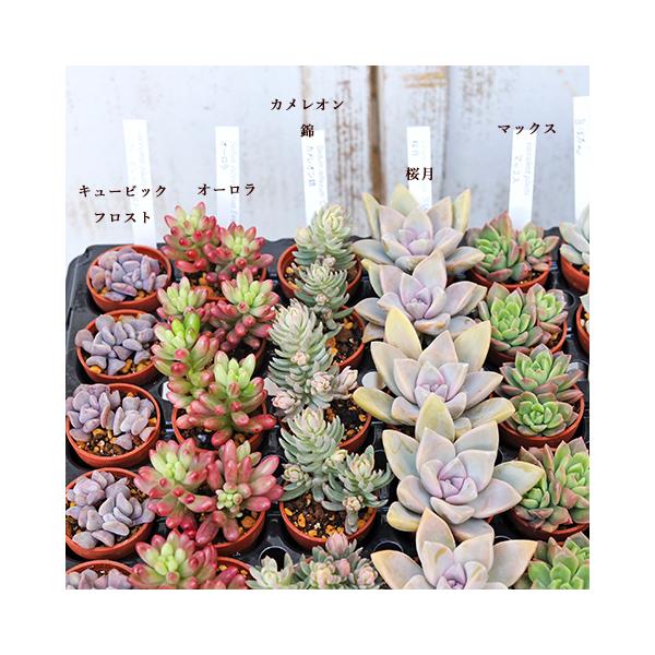多肉植物 苗 1号(3号)ポット 4苗セットです。＊ご希望の種類がございましたらメッセージ・備考欄にご記入ください。特にない場合は当店の方で選ばせて頂きます。（在庫状況によりご希望に添えない場合がございます）ぷにぷにコロコロと可愛いく鮮やか...