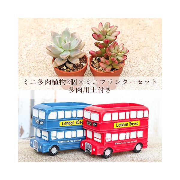 多肉植物2個×ロンドンバスポットセット 培養土付き 鉢 雑貨 寄せ植え かわいい ミニ おしゃれ ガーデン