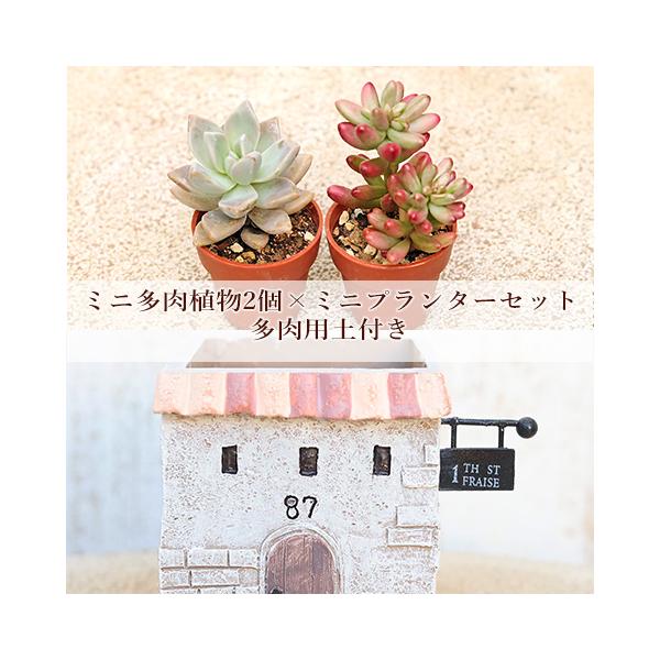 多肉植物2個×ミニプランターセット アタァリィェイ スクエア 培養土