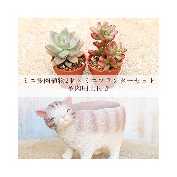 多肉植物2個×ミニプランターセット リールシネット ポット 培養土付き 鉢 雑貨 寄せ植え かわいい ミニ おしゃれ ガーデン