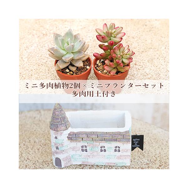 多肉植物2個×ミニプランターセット レグリース ポット 培養土付き 鉢 雑貨 寄せ植え かわいい ミニ おしゃれ ガーデン