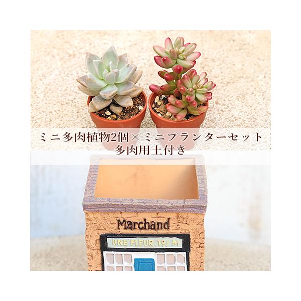 多肉植物2個×ミニプランターセット ヴィルフルール ポット 培養土付き 鉢 雑貨 寄せ植え かわいい ミニ おしゃれ ガーデン