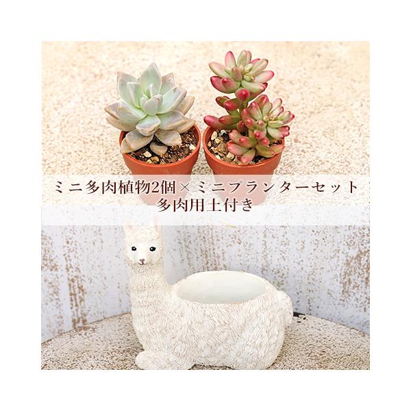 多肉植物2個×ミニプランター サスワール アルパカポット セット 培養土付き 鉢 雑貨 寄せ植え かわいい ミニ おしゃれ ガーデン