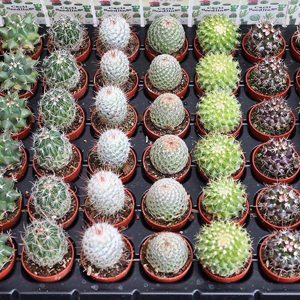 2苗セット サボテン 多肉植物 プラグ苗  1号ポット 多年草 ミニ 人気