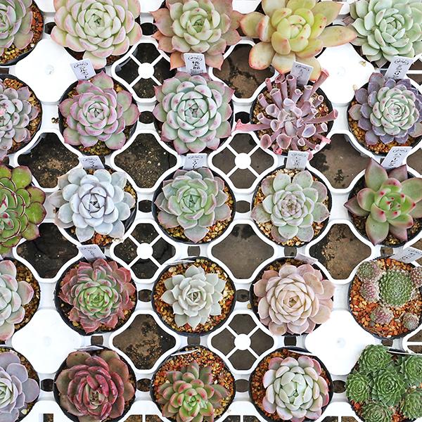 現品販売 多肉植物 エケベリア 2号(6cm)です。画像の商品１点もの現品販売です。ブルーサプライズ、メビナ×ブラッドリー、ピュアラブ、さくらドロップ、ジョアンダニエル、アルバビューティー、レッドアガボイデス、アルバニー、ファイヤーフラワー...