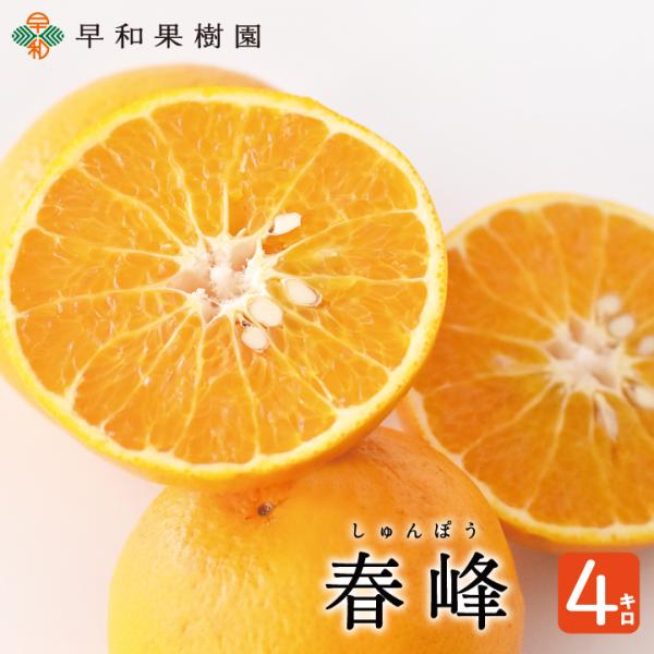 早和果樹園 春峰 4kg 柑橘 清見 オレンジ 水晶文旦 かけ合わせ 希少 春