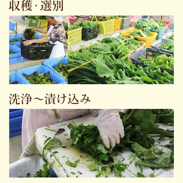 酵素ドリンク 無添加 無農薬 久米島酵素ドリンク 炭酸水 スピルリナ付 Buyee Buyee Japanese Proxy Service Buy From Japan Bot Online