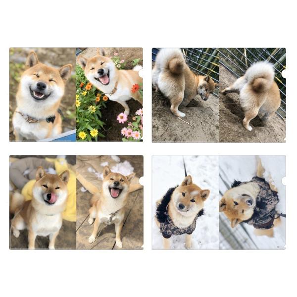 柴犬そら クリアファイル4種セット スペースファクトリー Yahoo 店 通販 Yahoo ショッピング