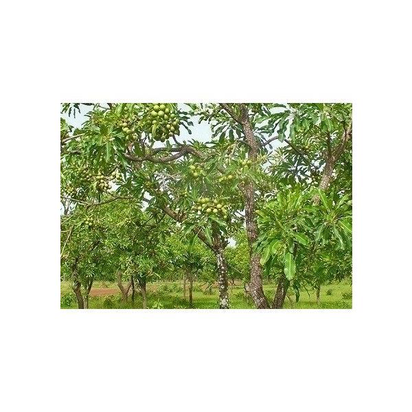 Spa Hinoki オーガニック シアバター 140g エコサート コスモスオーガニック認証 スパヒノキ公式ショップ 07 140 Buyee Buyee Japanese Proxy Service Buy From Japan Bot Online