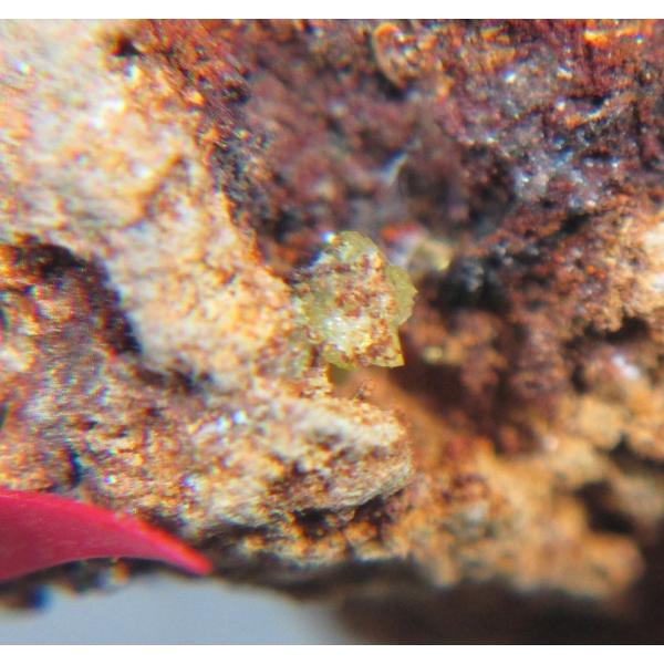 specimen-lapiz_aaa1293