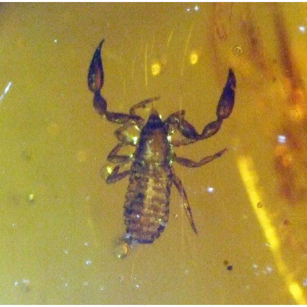 虫入り琥珀ドミニカ産サソリモドキ（Pseudoscorpion）0734