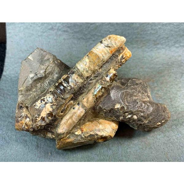 specimen-lapiz_blapiz-1607