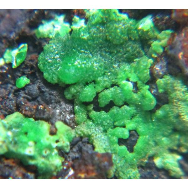 specimen-lapiz_lapiz5369