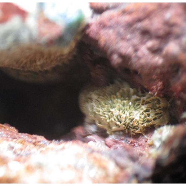 OLIVENITE(�I���[�u���z)�L������0622