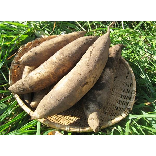 19年度収穫 北海道産 完熟生ヤーコン芋 ５ｋｇ Ya Kon5 Sapporo Hamaya 通販 Yahoo ショッピング