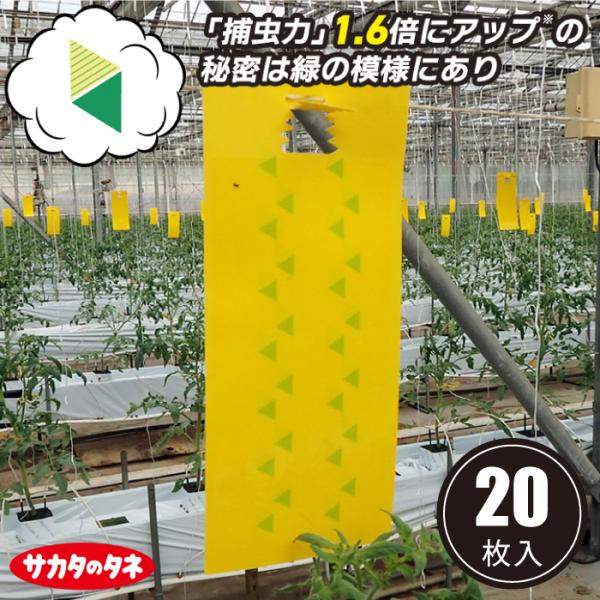 サカタのタネ 紙製 捕虫シート 黄色 捕虫紙 ラスボスR 虫取りシート 粘着シート 害虫 駆除 コナジラミ アザミウマ ハモグリバエ ネギコガ 粘着捕虫シート