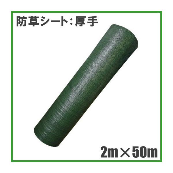  hV[g 2m×50m _Ǝ Gh~V[g GV[g G΍ _ƃV[g