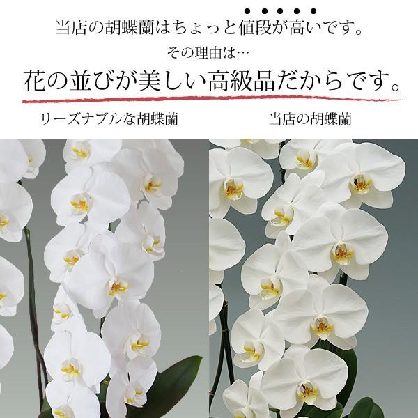 25輪以上送料無料胡蝶蘭お祝い開店祝い大輪白産地直送産地直送大輪特aクラス特aクラスギフト2本立ち赤リップ木札無料高級 2f25 スタジオ蘭花ピンク