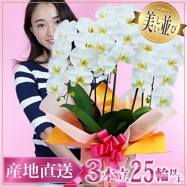 胡蝶蘭 鉢植え 大輪胡蝶蘭3本立ち 赤リップ スタンダードクラス 生花 お祝い 開店祝い 開業祝い 引っ越し祝い 花ギフト メッセージ30 800円 レビュー高評価の商品